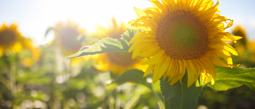 Nahaufnahme Sonnenblumenfeld