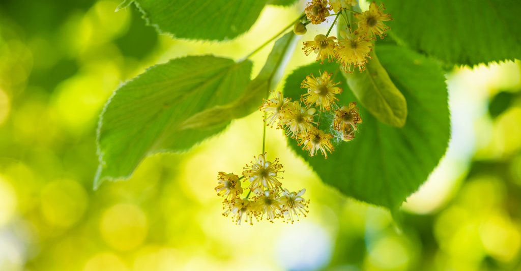 Lindenblüten und -blätter